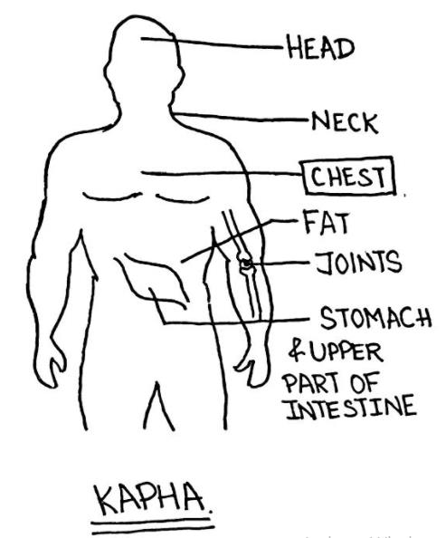 Kapha body diagram — Seema Ajay Singhal ke notes se: Head, Neck, Chest, Fat, Joints, Stomach