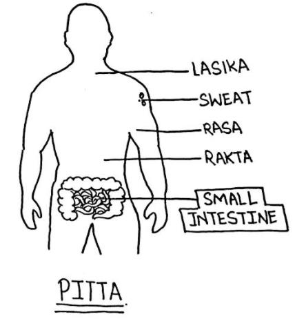 Pitta body diagram — Seema Ajay Singhal ke notes se: Lasika, Sweat, Rasa, Rakta, Small Intestine