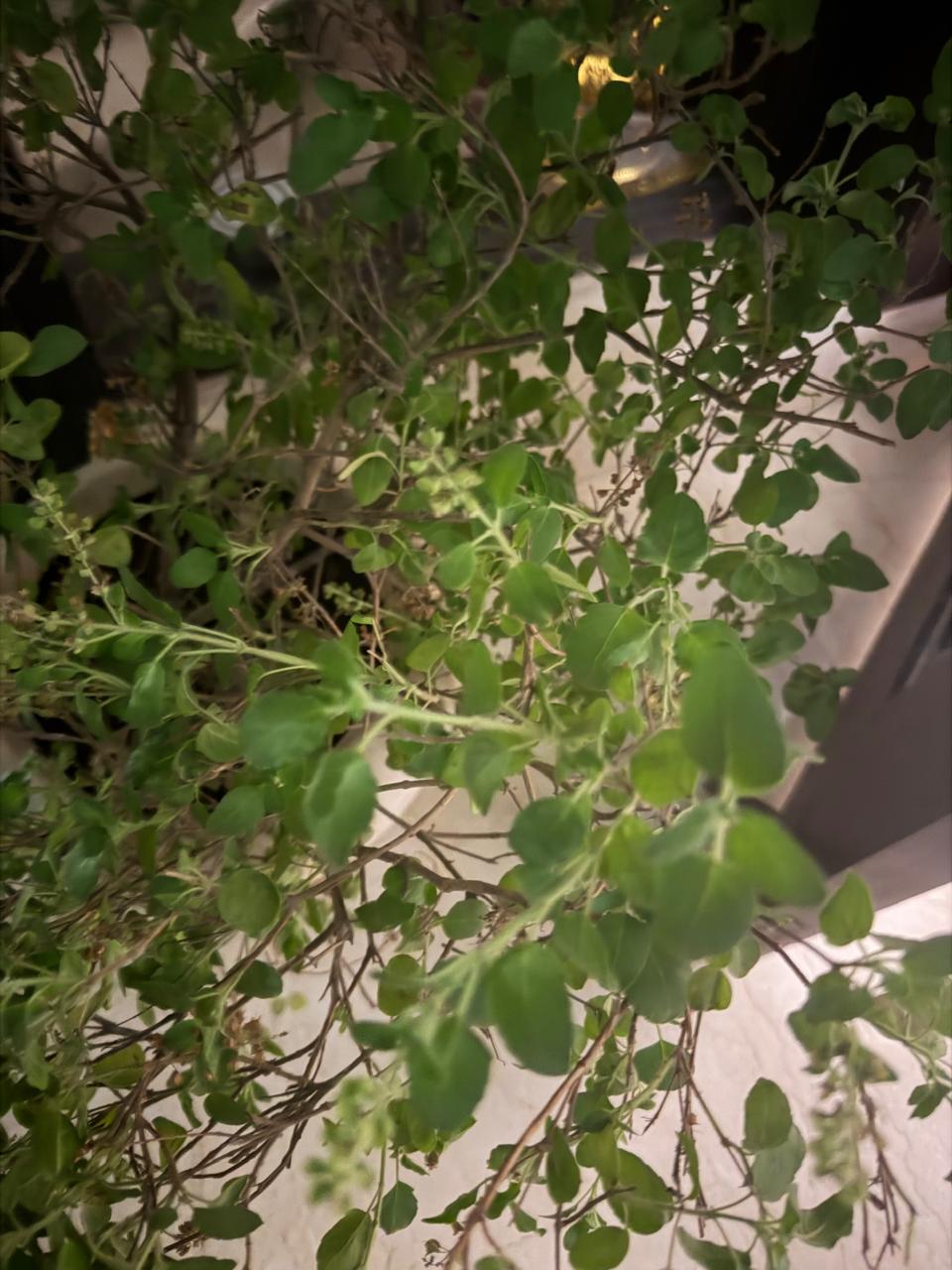 Tulsi की हरी पत्तियों का close-up