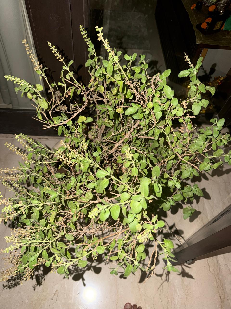 घर के आँगन में उगा ताज़ा Tulsi (Holy Basil) का पौधा मंजरी के साथ
