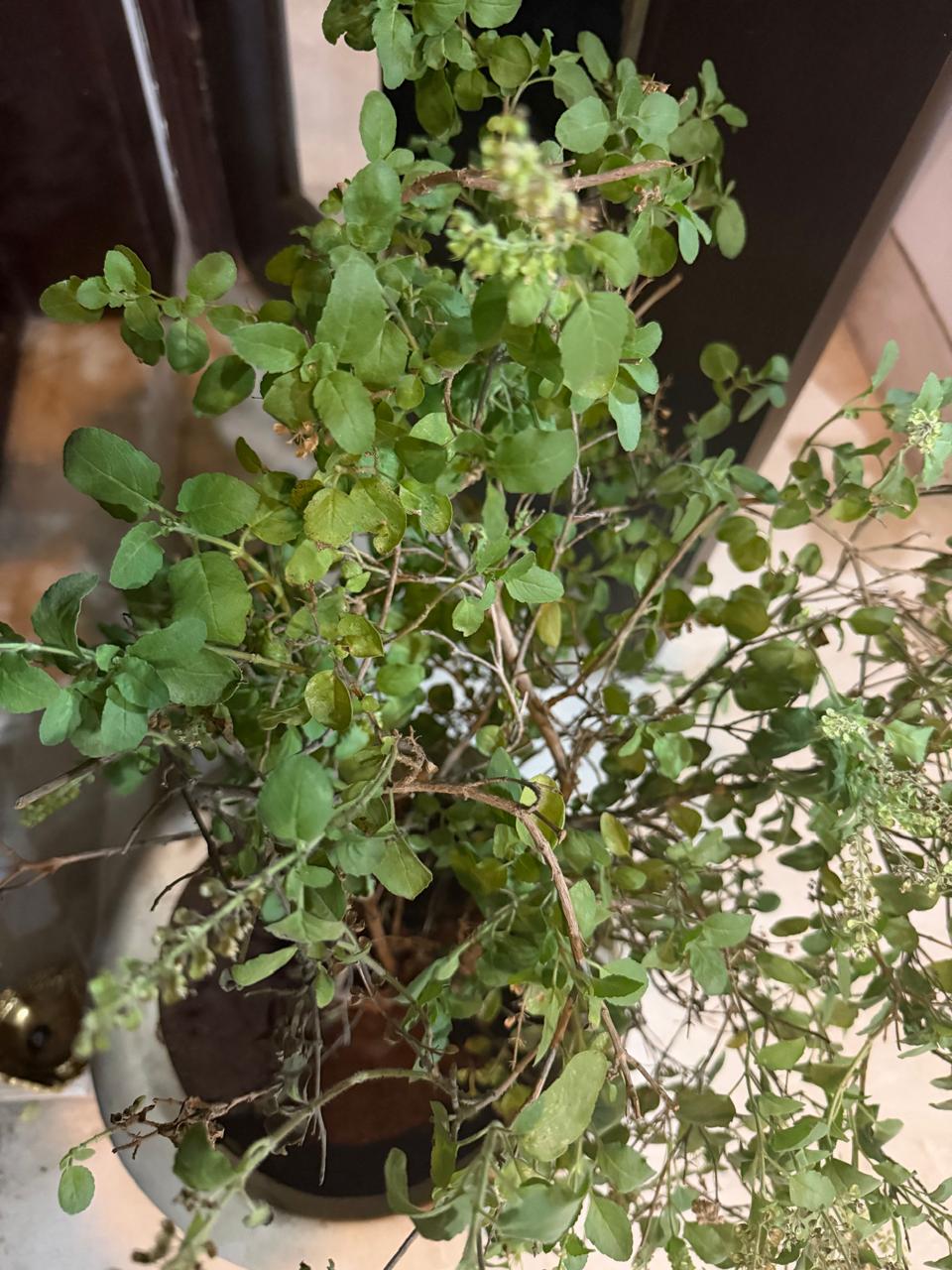 Tulsi की मंजरी (फूल) के साथ पौधा