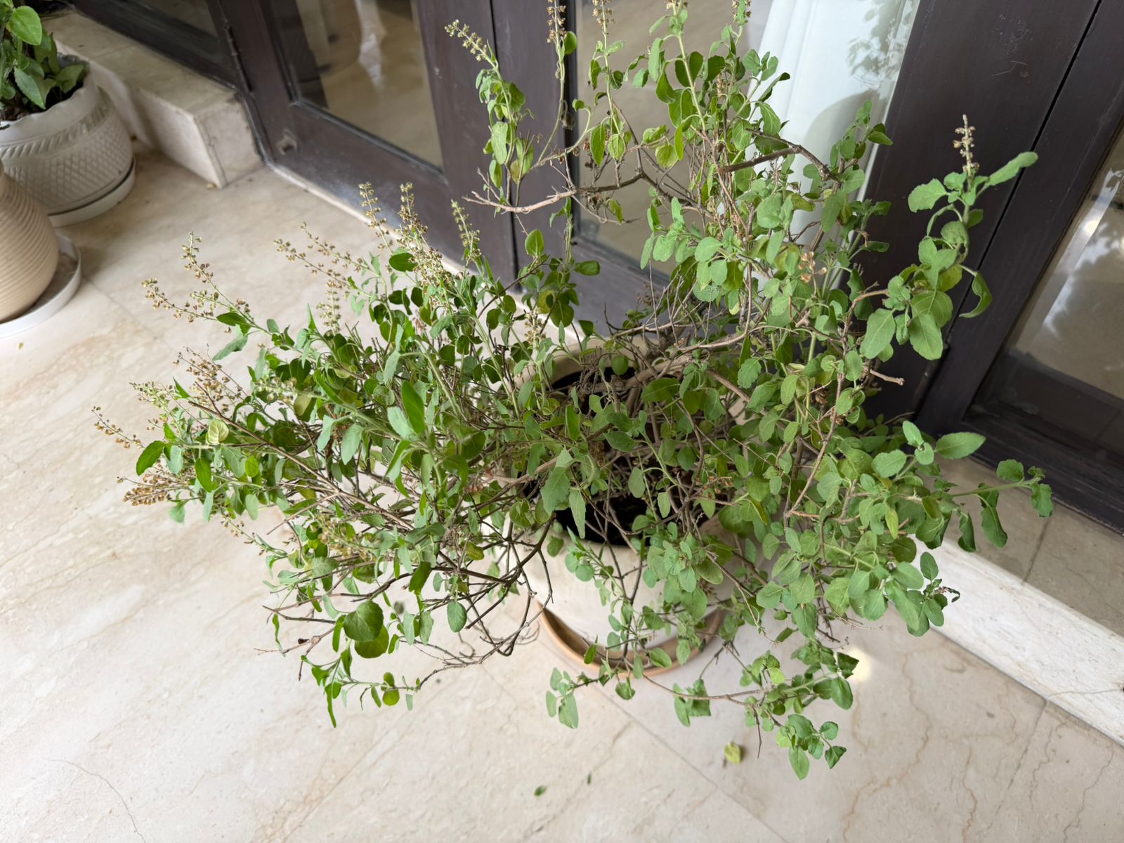 Kunwer Sachdev के घर के आँगन में लगा ताज़ा Tulsi (Holy Basil) का पौधा मंजरी के साथ