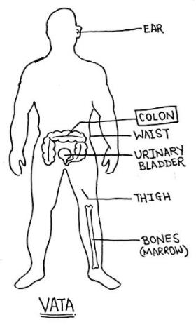 Vata body diagram — Seema Ajay Singhal ke notes se: Ear, Colon, Waist, Urinary Bladder, Thigh, Bones